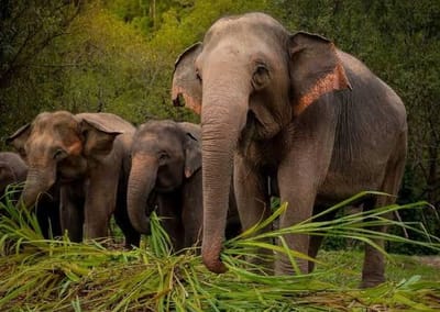 Sanctuaire des éléphants de Phuket