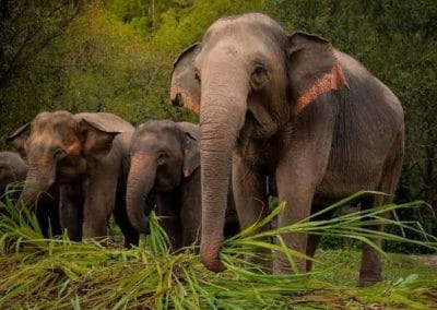 普吉岛大象保护区