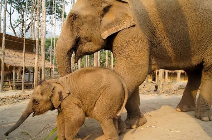 Elephant Sanctuary Phuket
